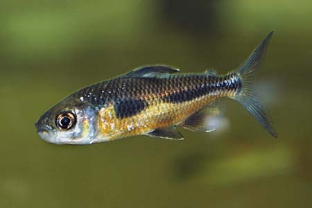 Bryconaethiops boulengeri