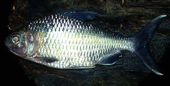 Bryconaethiops microstoma