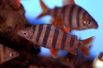 Distichodus  sexfasciatus