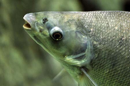 Distichodus rostratus