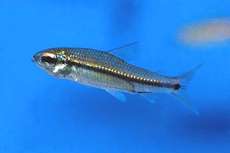 Nannaethiops unitaeniatus