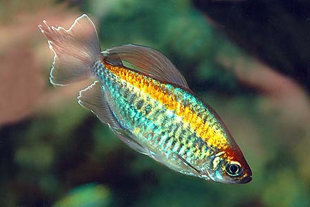 Phenacogrammus interruptus