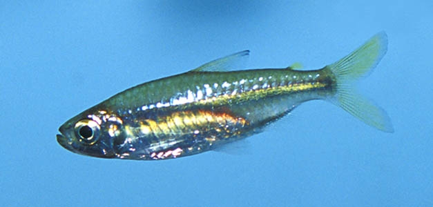 Rhabdalestes septentrionalis