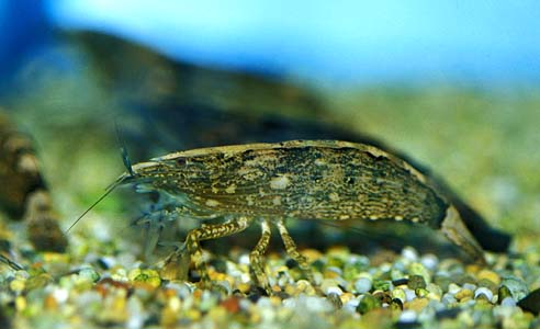 Atyopsis moluccensis