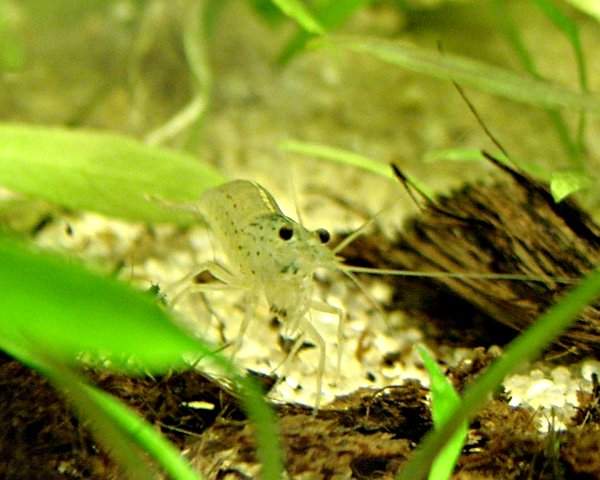 Caridina multidentata