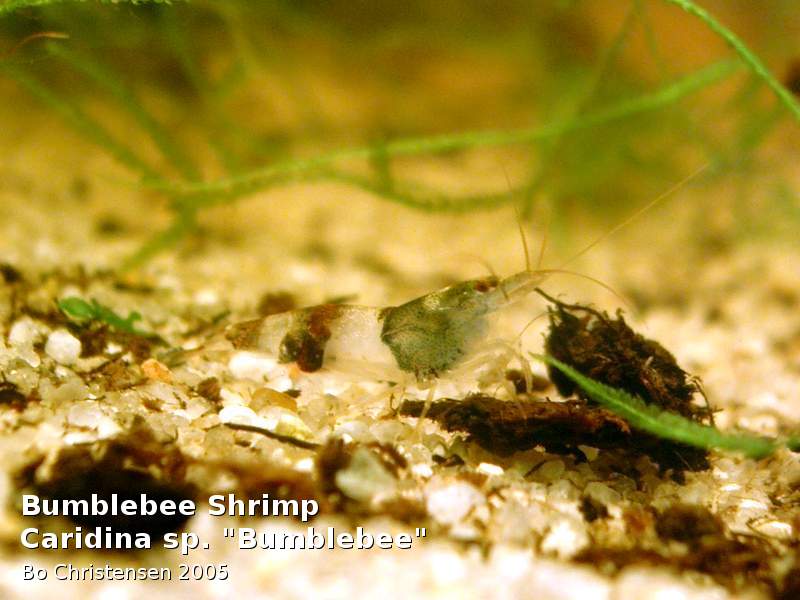 Paracaridina meridionalis