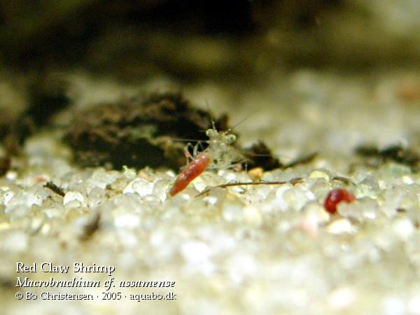 Macrobrachium assamense