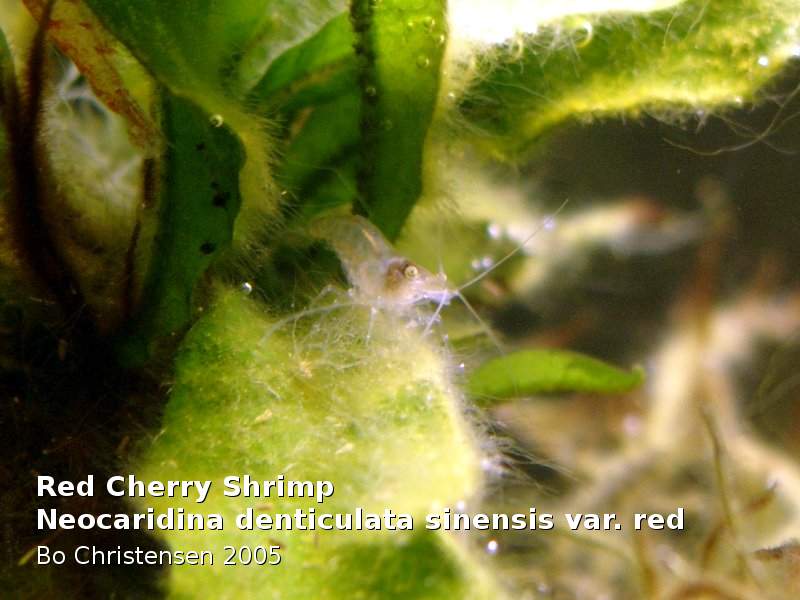 Neocaridina davidi