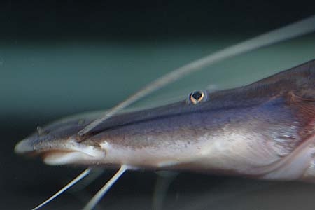 Brachyplatystoma platynemum