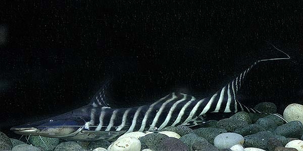 Brachyplatystoma tigrinum