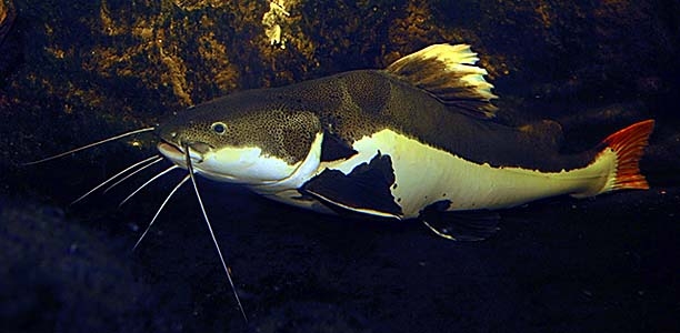 Phractocephalus hemioliopterus