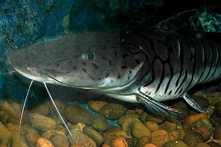 Pseudoplatystoma fasciatum