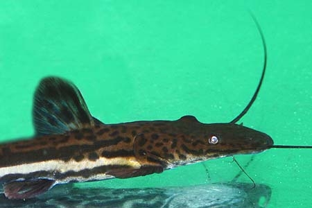 Sorubimichthys planiceps