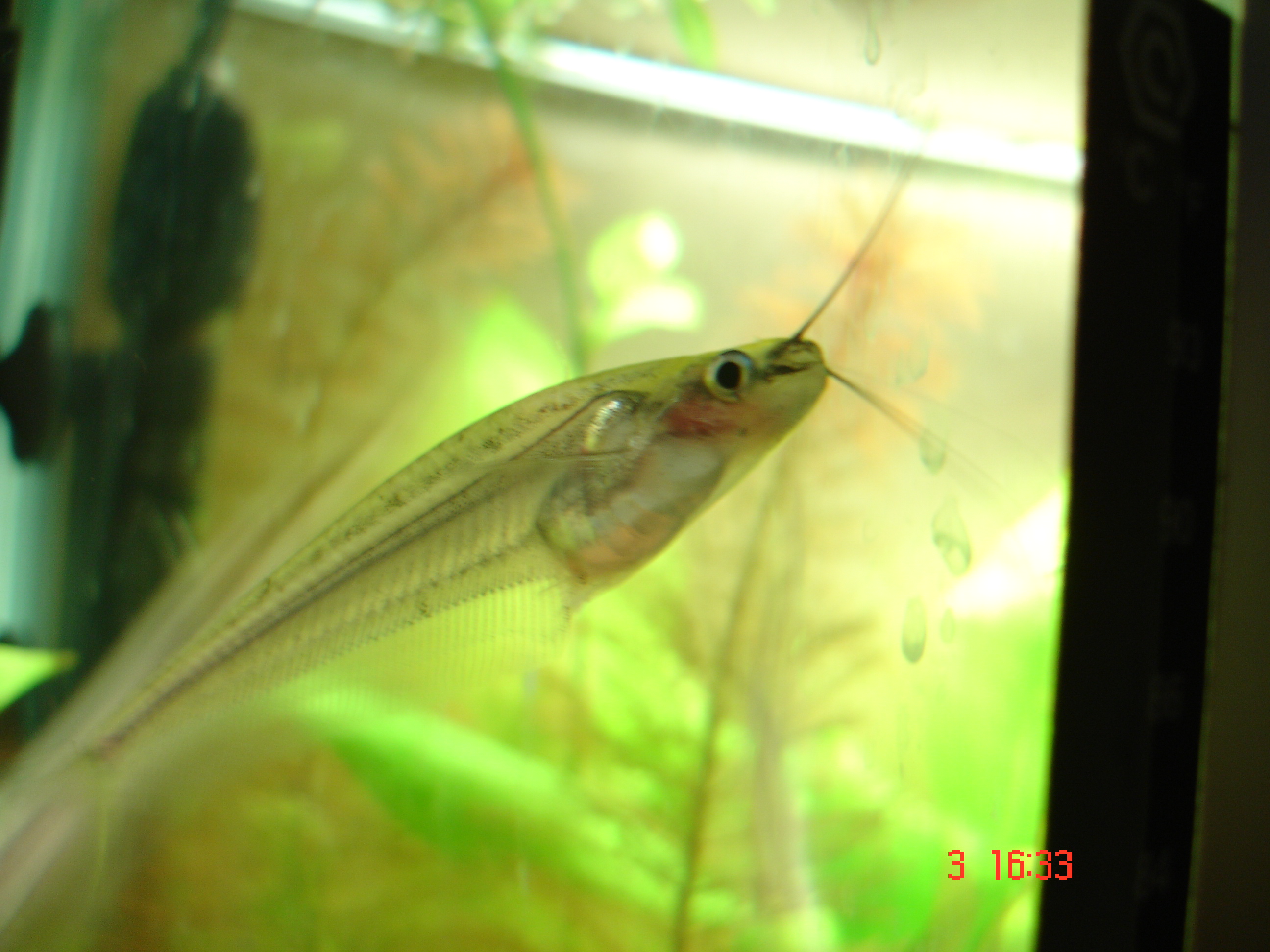 Kryptopterus macrocephalus