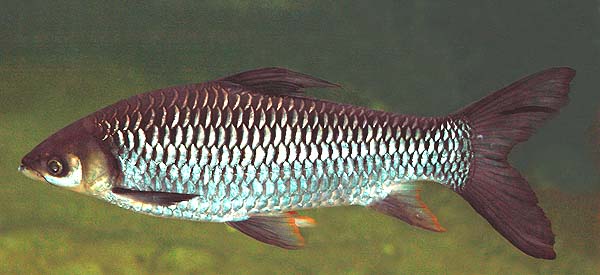 Leptobarbus hoevenii