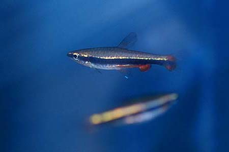 Nannostomus beckfordi