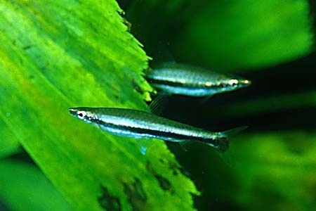 Nannostomus harrisoni