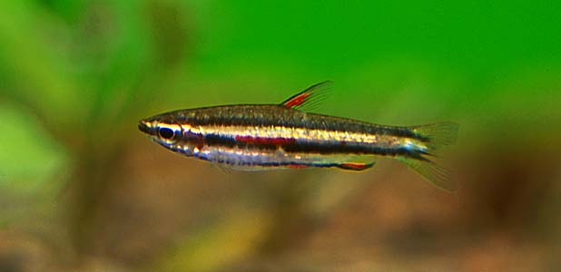 Nannostomus marginatus