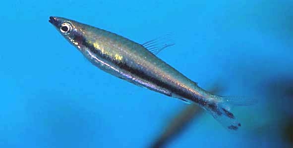 Nannostomus unifasciatus