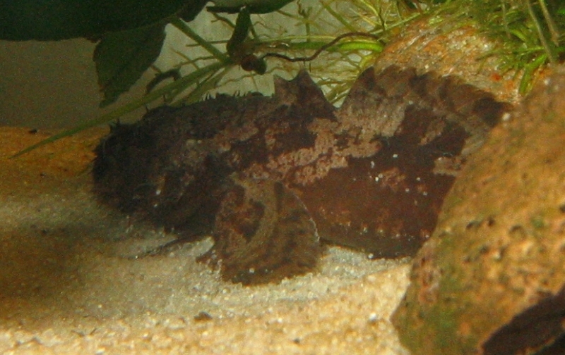 Batrachomoeus trispinosus