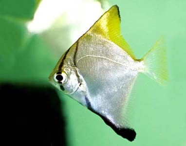 Monodactylus argenteus