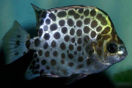 Scatophagus argus