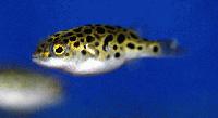 Tetraodon nigroviridis