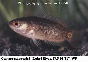 Ctenopoma muriei