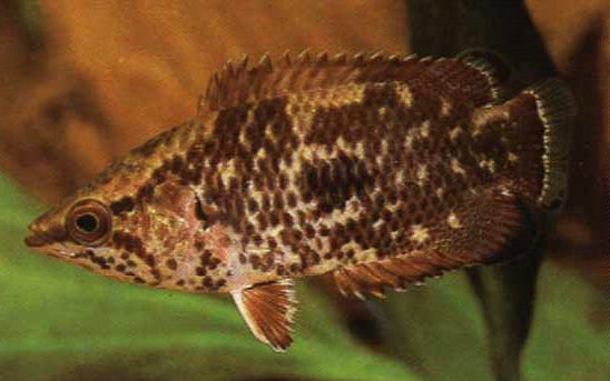 Ctenopoma oxyrhynchum