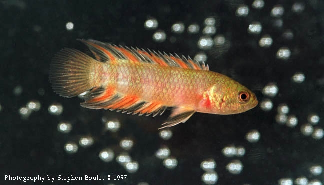 Microctenopoma ansorgii