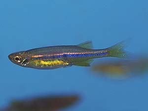 Danio albolineatus
