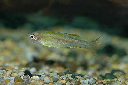 Danio choprae