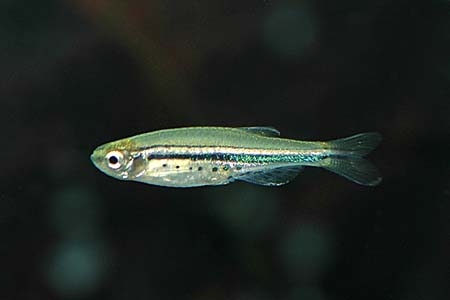 Danio nigrofasciatus