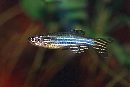 Danio rerio