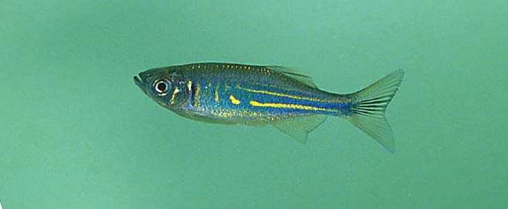 Devario aequipinnatus