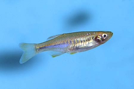 Devario maetaengensis