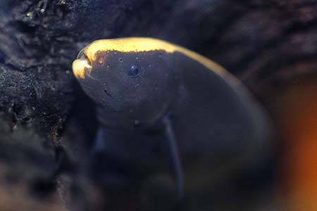 Apteronotus albifrons