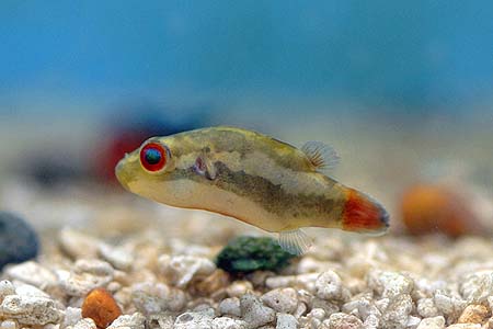 Carinotetraodon irrubesco