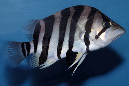 Datnioides quadrifasciatus