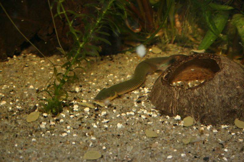 Erpetoichthys calabaricus