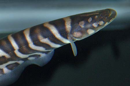 Gymnotus pedanopterus