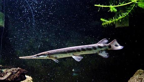 Lepisosteus oculatus