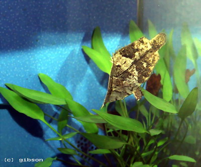 Monocirrhus polyacanthus