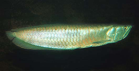 Osteoglossum bicirrhosum