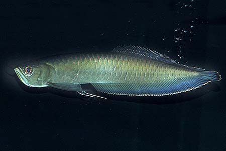 Osteoglossum ferreirai