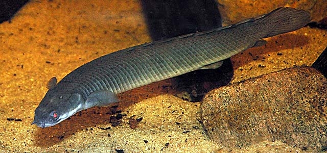 Polypterus senegalus