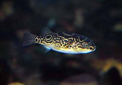 Tetraodon biocellatus