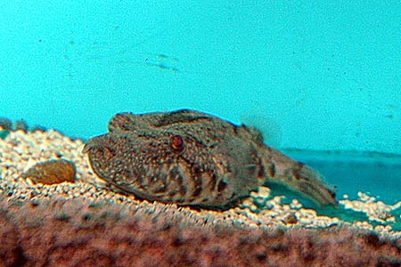 Tetraodon suvattii