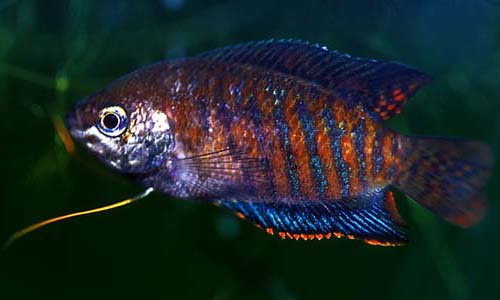 Trichogaster fasciata