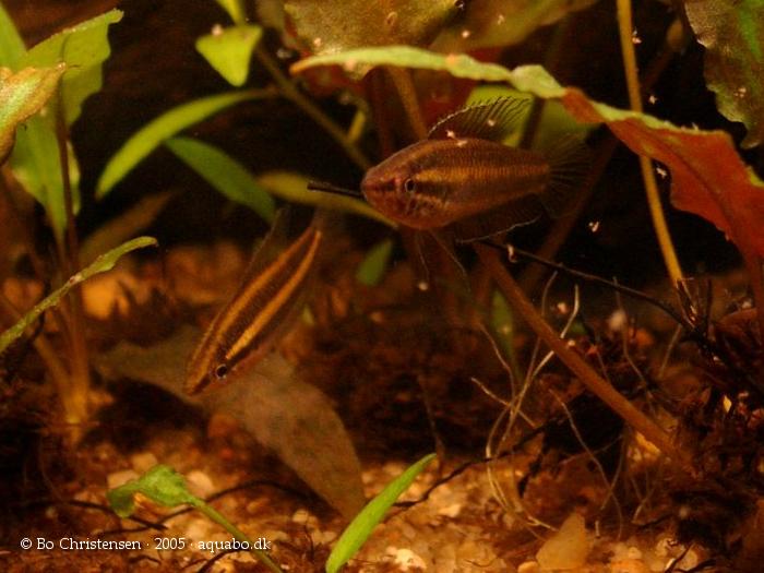 Parosphromenus anjunganensis